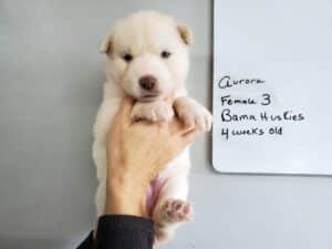 white husky puppy
