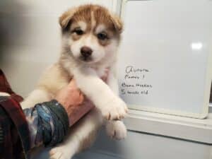 red and white husky puppy