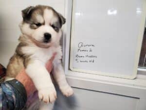 grey and white husky puppy