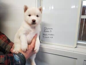 white husky puppy