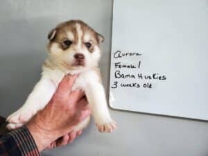 red and white husky puppy