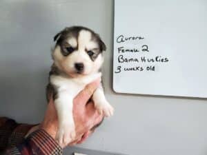 black and white husky puppy