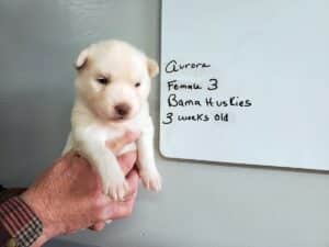 white husky puppy