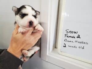 diluted black and white husky puppy for sale