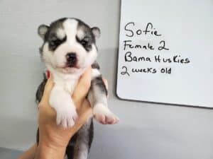 grey and white husky puppy