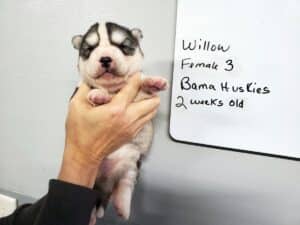 diluted black and white husky puppy