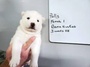 white husky puppy for sale