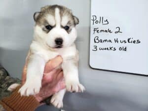 grey and white husky puppy for sale