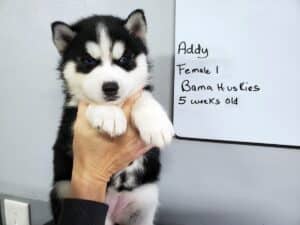 black and white husky puppy