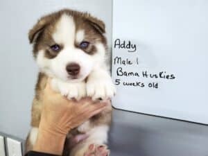 black and white husky puppy for sale