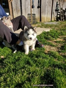 black and white husky puppy