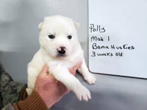 white husky puppy for sale