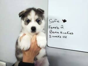 grey and white husky puppy for sale