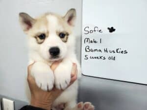 grey and white husky puppy for sale