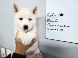 white husky puppy for sale