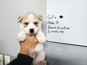 grey and white husky puppy for sale