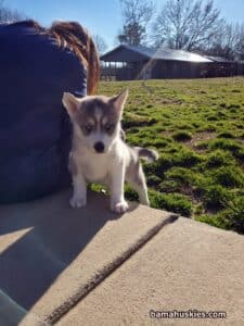 grey and white husky puppy