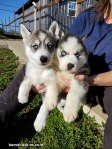 2 husky puppies