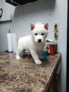 white Siberian husky puppy