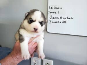 grey and white husky puppies for sale