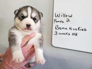 grey and white husky puppies for sale
