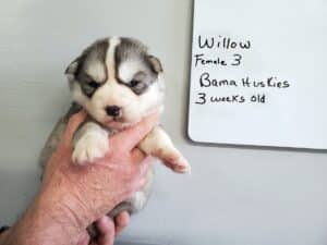 grey and white husky puppies for sale