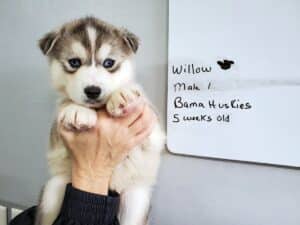 grey and white husky puppy