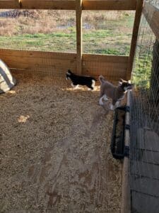 husky puppies playing