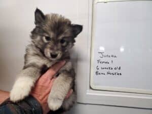 agouti husky puppy for sale