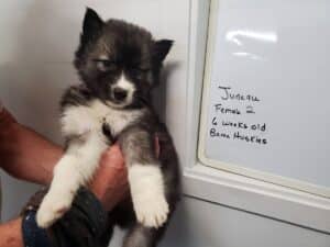 agouti husky puppy for sale