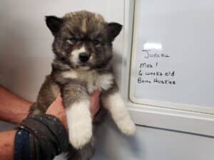 agouti husky puppy for sale