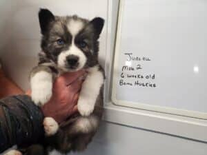 agouti husky puppy for sale