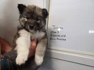 agouti husky puppy for sale