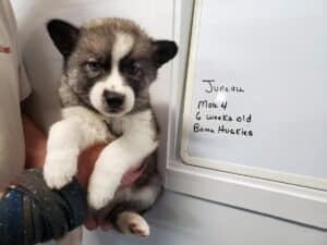 agouti husky puppy for sale