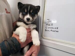 agouti husky puppy for sale