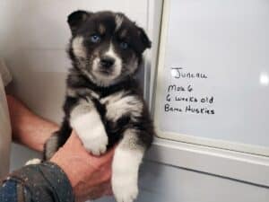 agouti husky puppy for sale