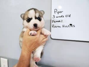grey and white husky puppy