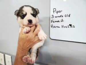 grey and white husky puppy