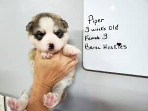 grey and white husky puppy