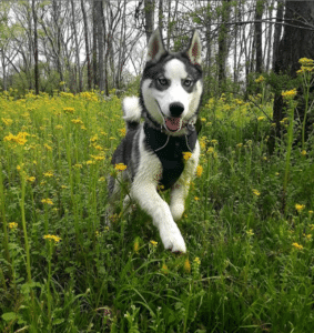 grey and white Siberian husky
