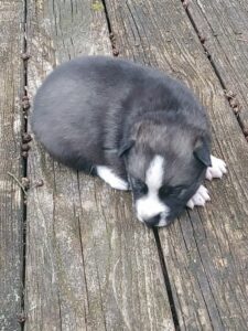 Agouti male husky puppy for sale