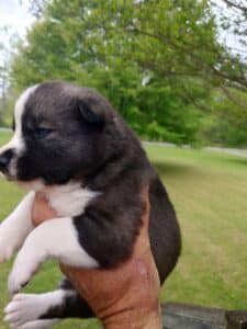 Agouti male husky puppy for sale