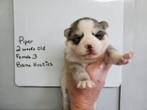 grey and white husky puppy for sale