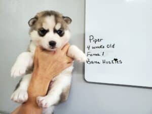 grey and white husky puppy for sale