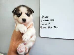 grey and white husky puppy for sale