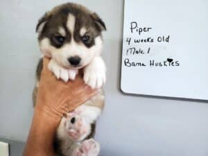 grey and white husky puppy for sale
