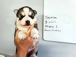 black and white husky puppy