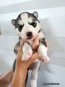 diluted black and white husky puppies