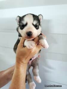 diluted black and white husky puppies