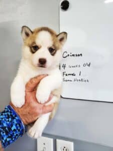 grey and white husky puppy for sale